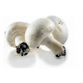 Champignon Blanc -فطر أبيض
